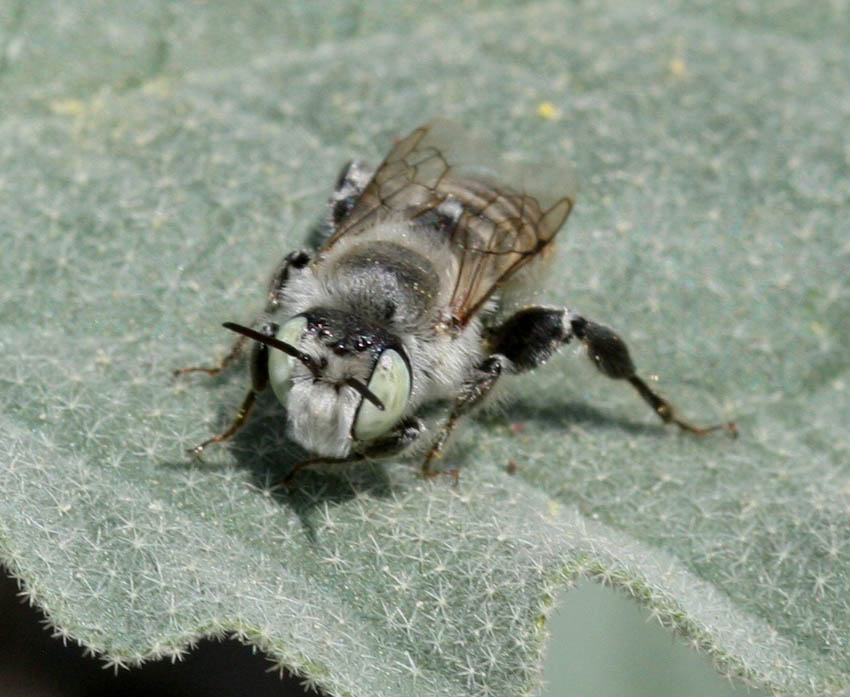 Lithurgus tibialis ♂ (Apidae Megachilinae)